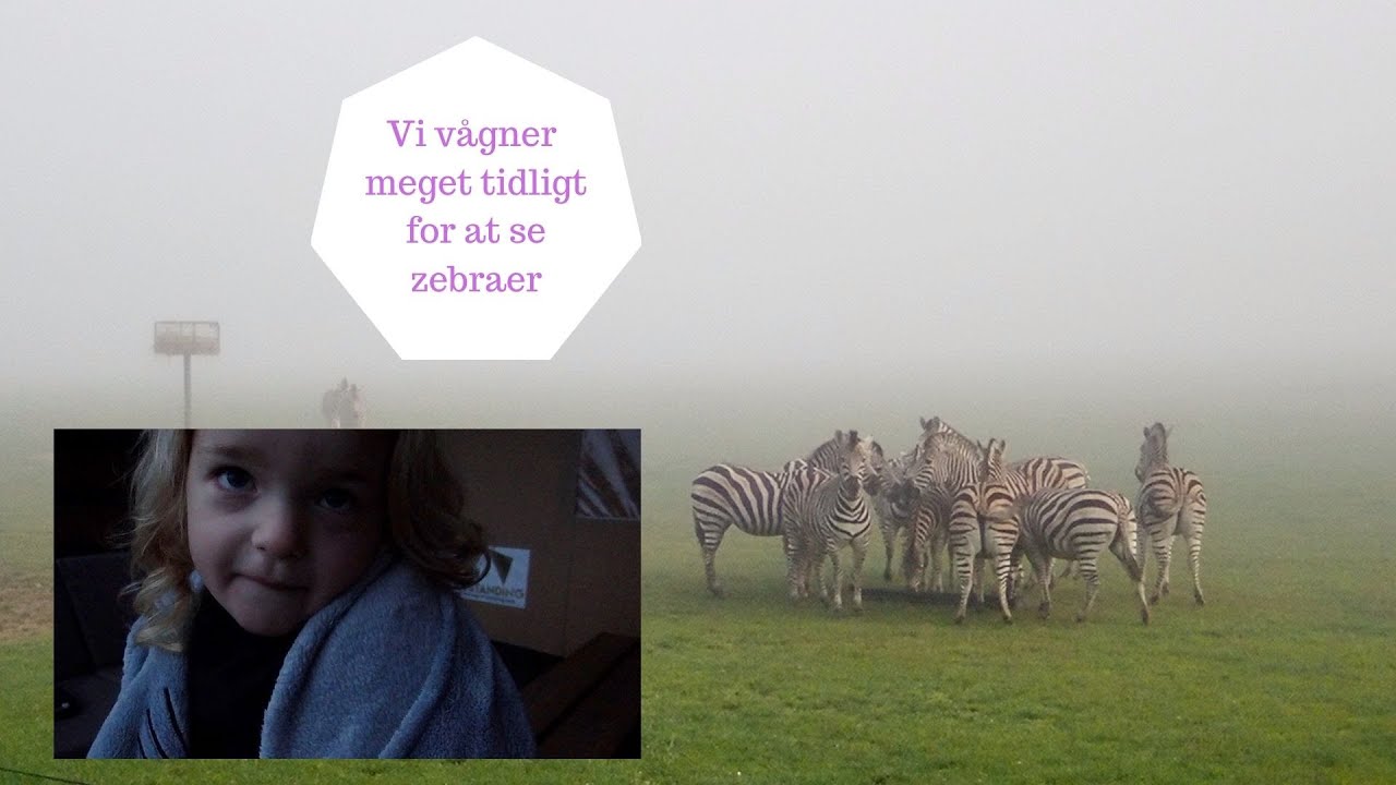 VI VÅGNER MEGET TIDLIGT I VORES TELT FOR AT SE ZEBRAER