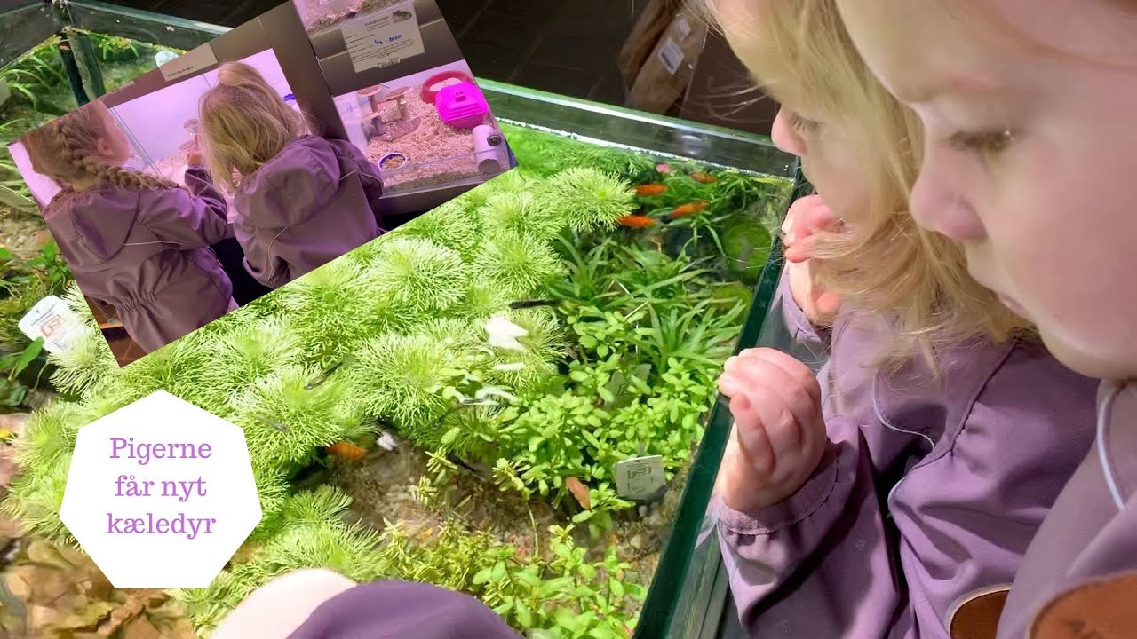 PIGERNE FÅR NYT KÆLEDYR - HVILKET DYR FÅR DE?