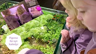 PIGERNE FÅR NYT KÆLEDYR - HVILKET DYR FÅR DE?