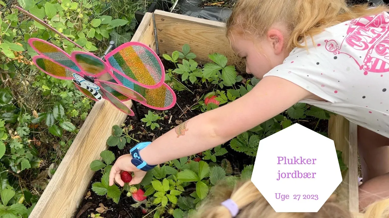 PLUKKER VORES FØRSTE JORDBÆR I HAVEN