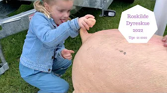 ROSKILDE DYRESKUE 2022