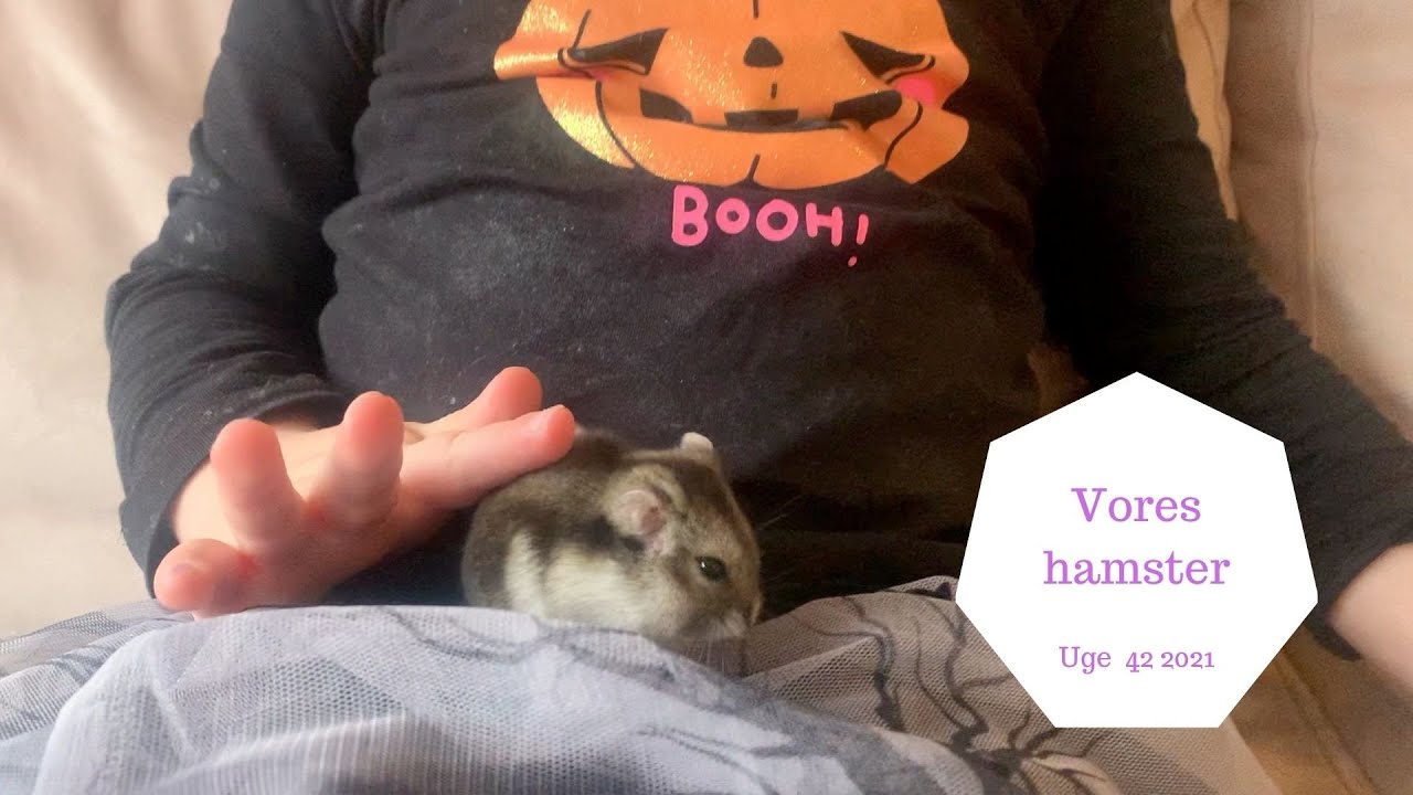 SVÆR SAMTALE OMKRING VORES HAMSTER POPCORN