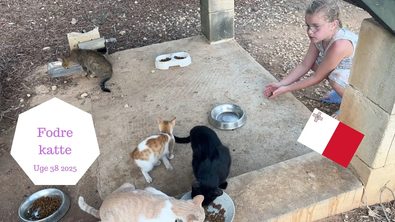 Vi Fodre de mange Katte på Malta