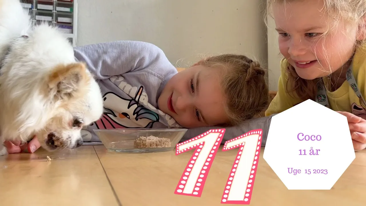 VORES HUND COCO BLIVER 11 ÅR