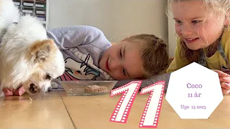 VORES HUND COCO BLIVER 11 ÅR