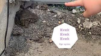 VI FINDER EN KÆMPE....I HAVEN