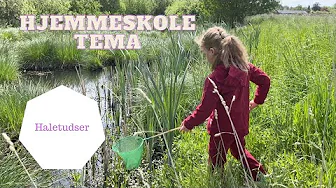HJEMMESKOLE TEMA - HALETUDSER