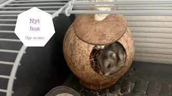 NYT HUS TIL VORES HAMSTER