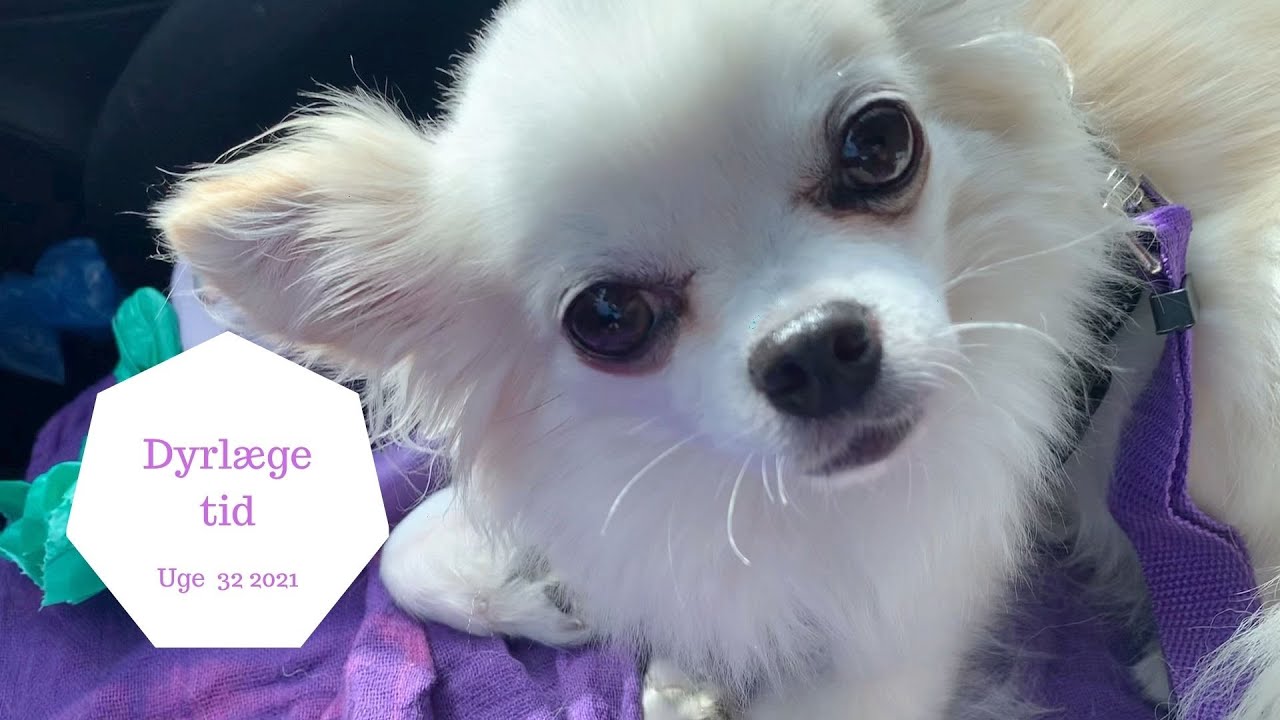 DYRLÆGE OG KOLONIHYTTEN