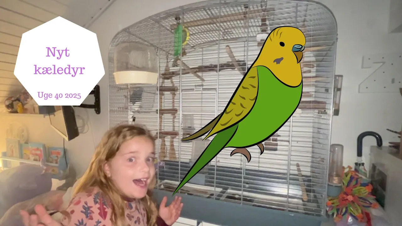 Vi henter et Nyt KÆLEDYR