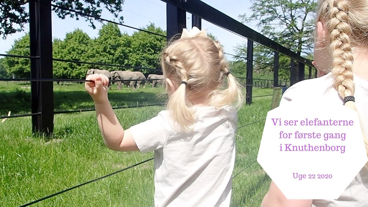 VI SER ELEFANTERNE FOR FØRSTE GANG I KNUTHEBORG
