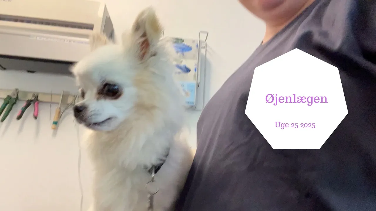 Tag med til Dyrlægen med Chihuahuaen Coco