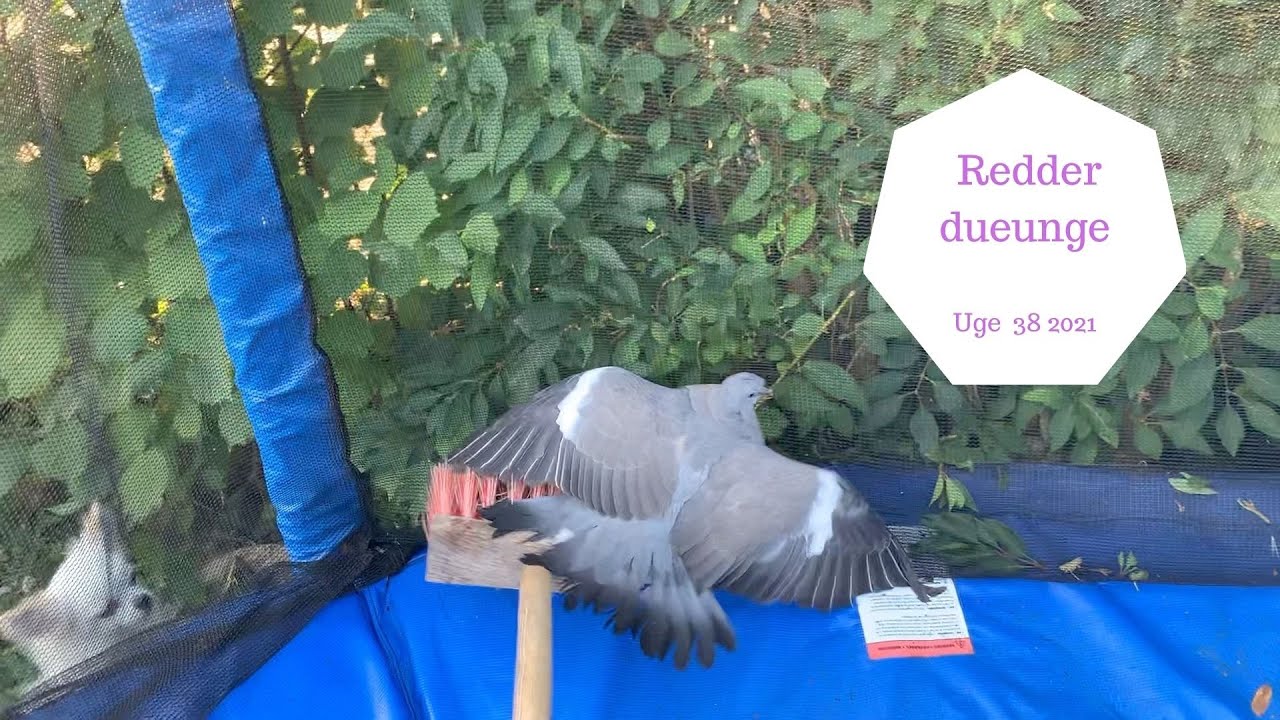 REDDER DUEUNGE - RINGER TIL DYRENES BESKYTTELSE