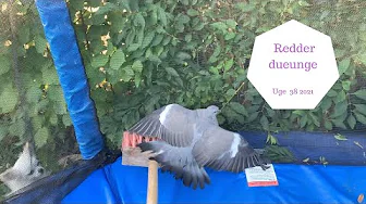 REDDER DUEUNGE - RINGER TIL DYRENES BESKYTTELSE