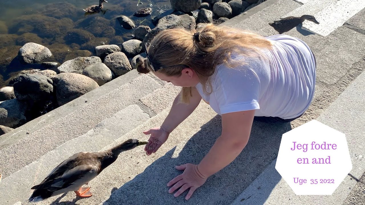 PÅ ROSKILDE HAVN JEG FODRE EN AND