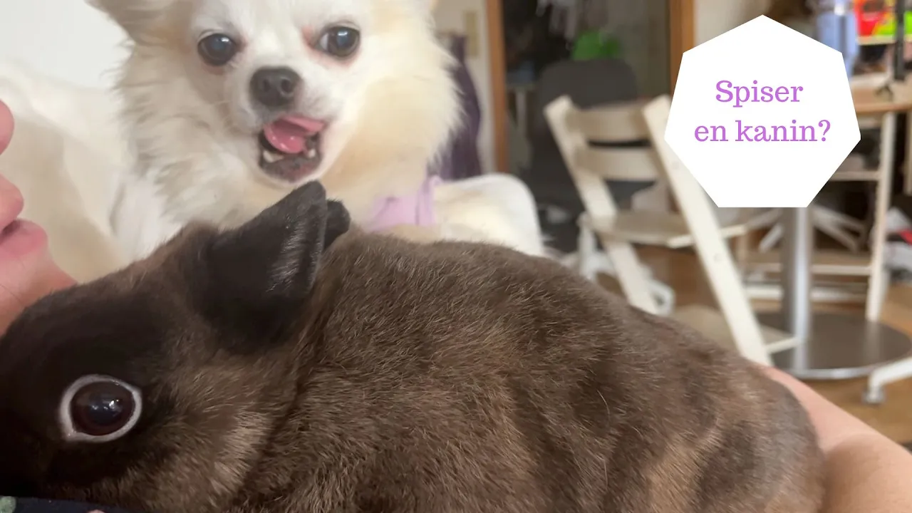 Kam en chihuhua spise en kanin?