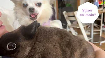 Kam en chihuhua spise en kanin?