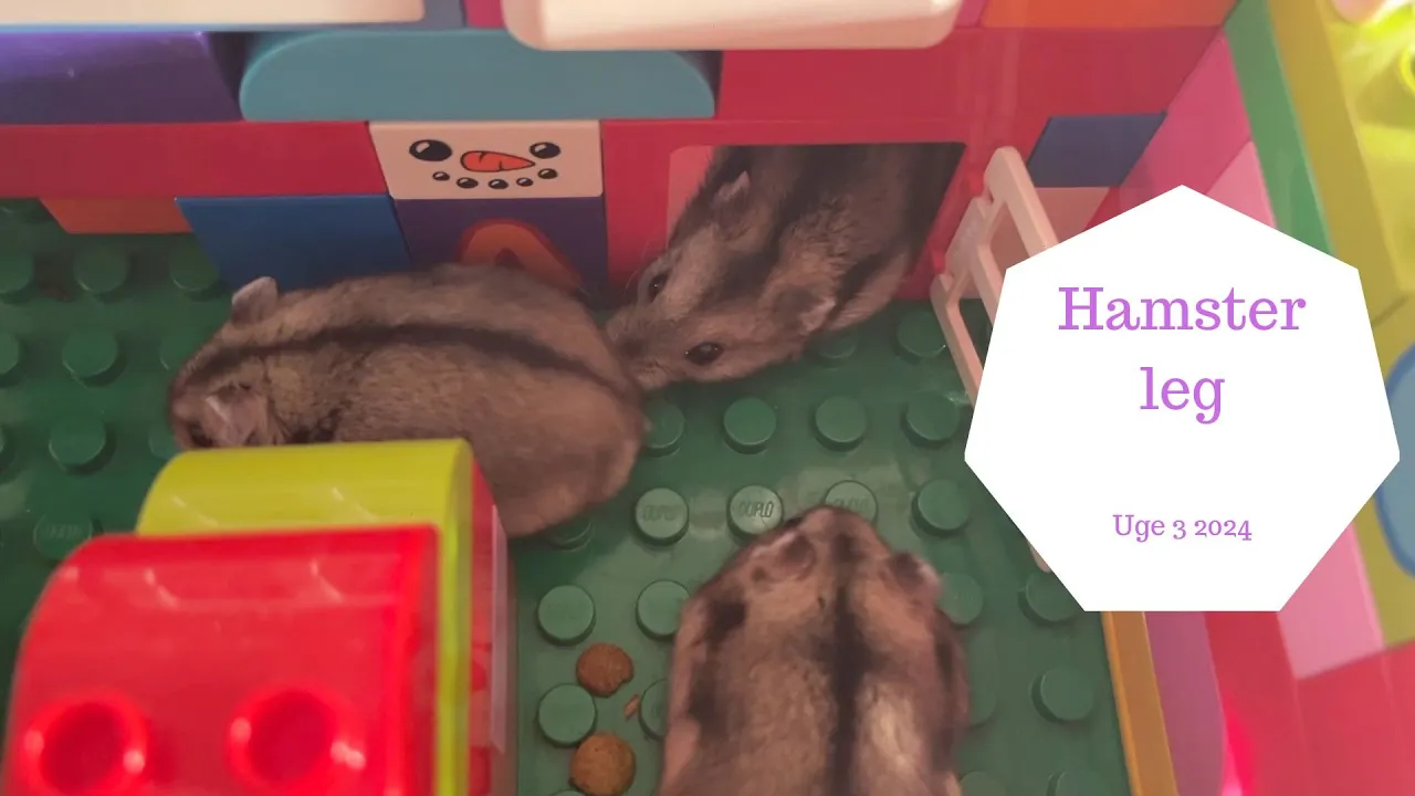 VI LEGER MED VORES HAMSTER UNGER