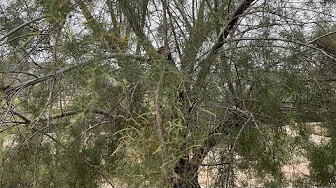 ASMR WHITE NOISE - CIKADER PÅ MALTA - CALMING WAY TO FALL ASLEEP