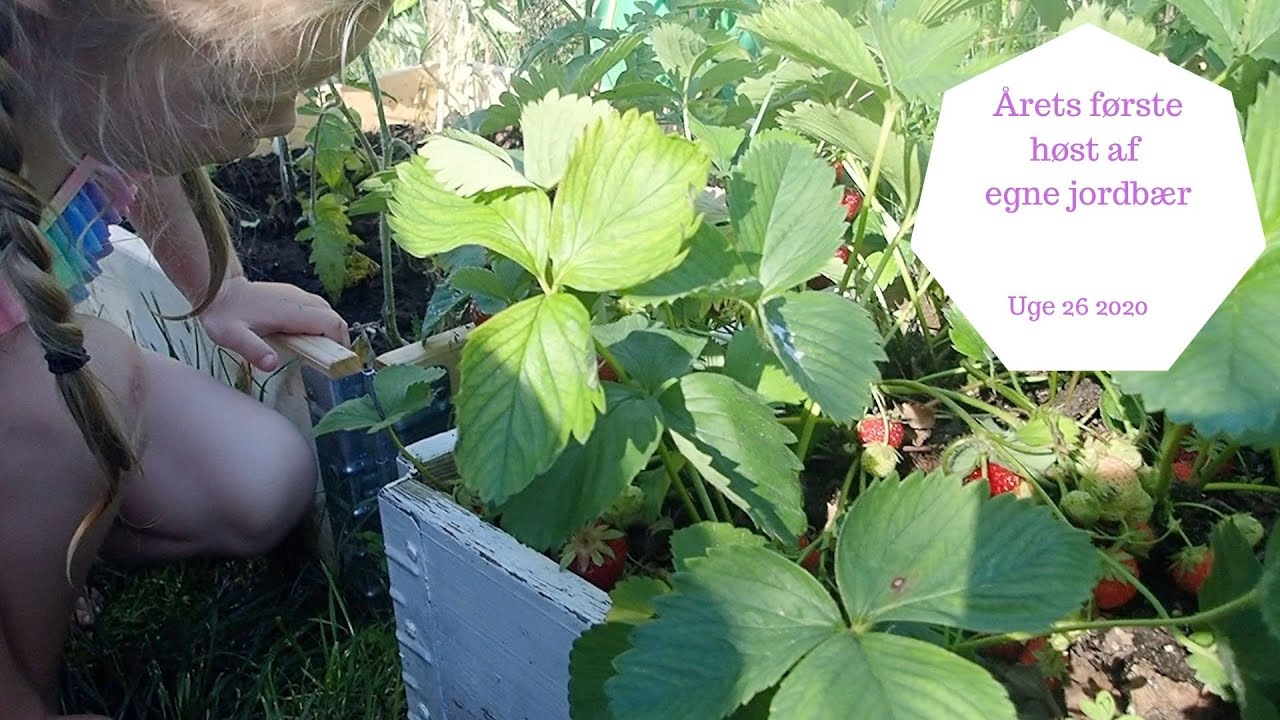 ÅRETS FØRSTE HØST AF EGNE JORDBÆR