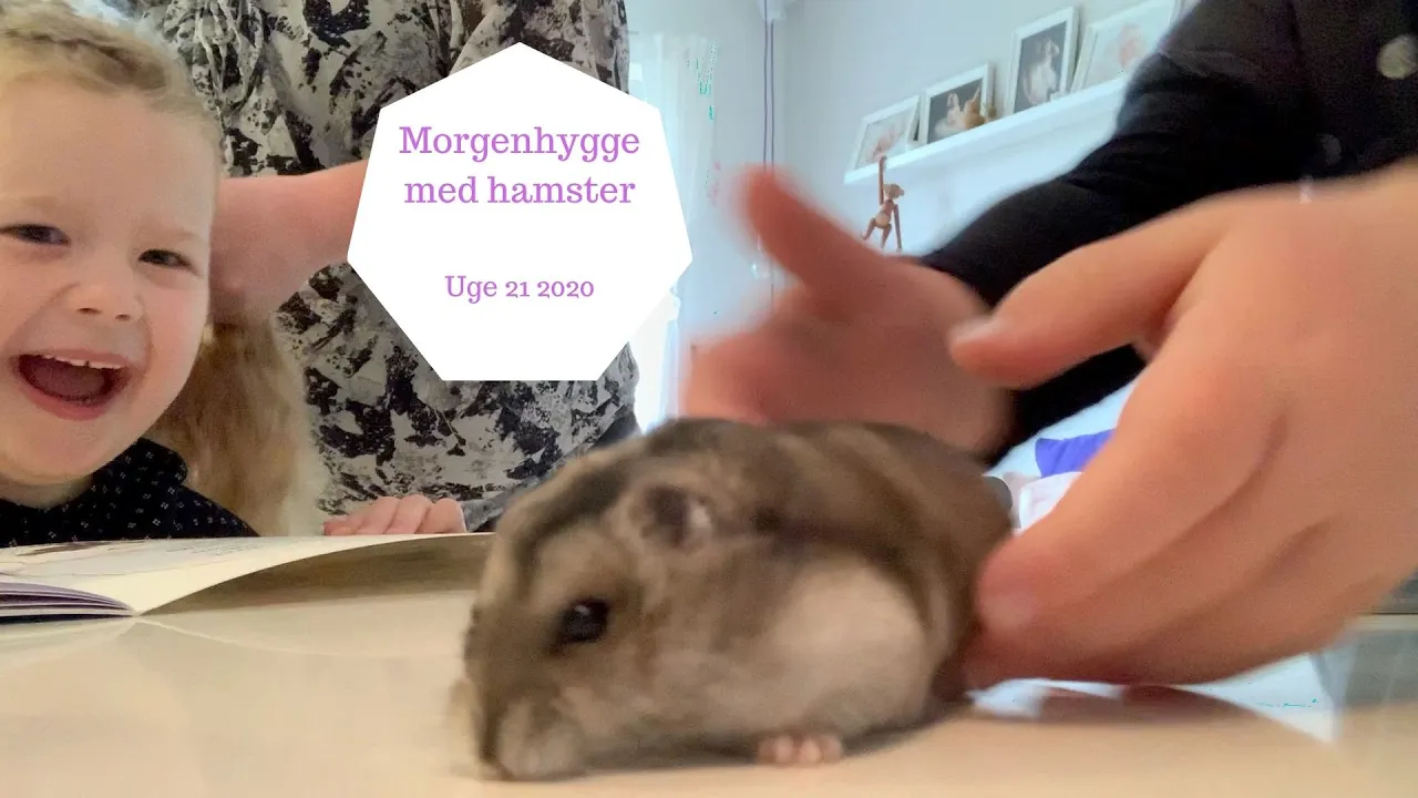 MORGENHYGGE MED HAMSTER - KAN ET HAMSTER SÆTTE HÅR
