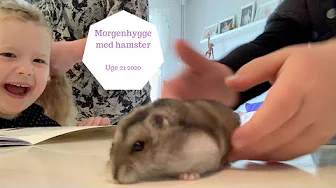 MORGENHYGGE MED HAMSTER - KAN ET HAMSTER SÆTTE HÅR