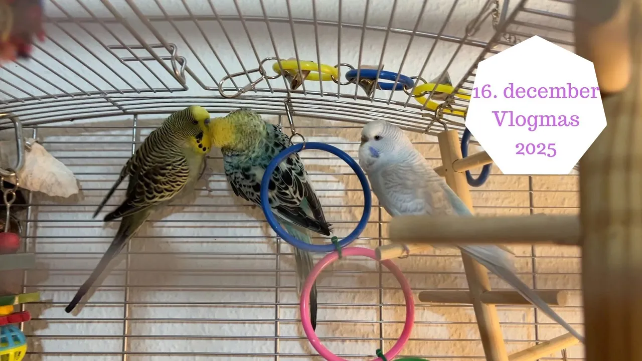 16. december - Julegaver og kæledyr