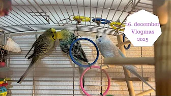 16. december - Julegaver og kæledyr