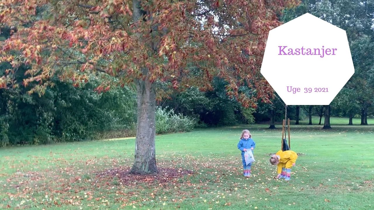 DEJLIG KASTANJE JAGT OG LEG