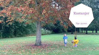 DEJLIG KASTANJE JAGT OG LEG