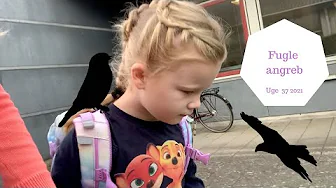 ZOE BLIVER ANGREBET AF EN FUGL