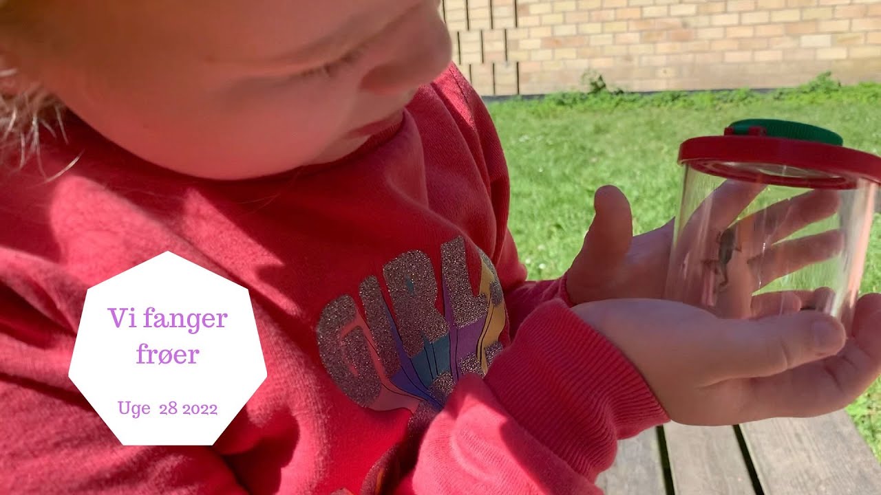 DET VRIMLER MED FRØER - VI FANGER DEM OG SÆTTER DEM FRI IGEN