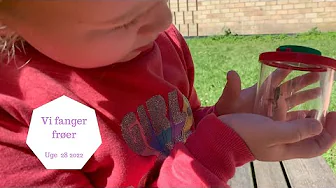 DET VRIMLER MED FRØER - VI FANGER DEM OG SÆTTER DEM FRI IGEN