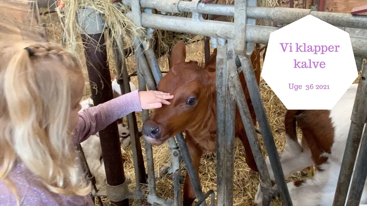 OVERRASKER PIGERNE MED EN TUR PÅ EN BONDEGÅRD