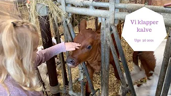 OVERRASKER PIGERNE MED EN TUR PÅ EN BONDEGÅRD