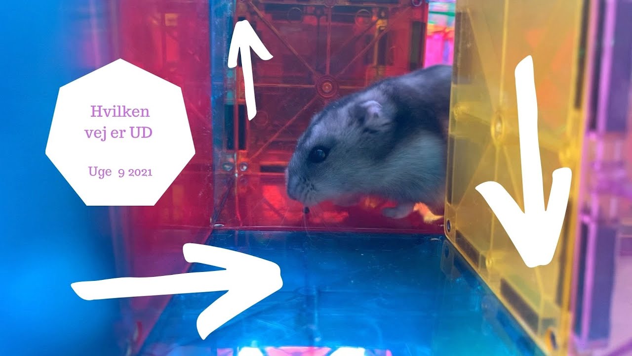 HAMSTER LABYRINT I MAGNATILES