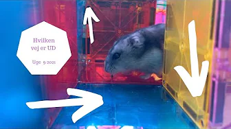 HAMSTER LABYRINT I MAGNATILES