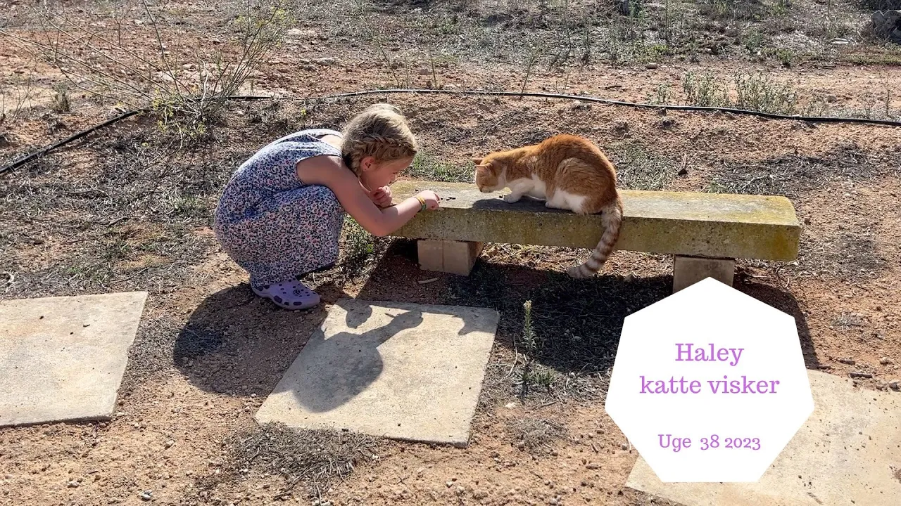HALEY KATTE VISKEREN - MALTAS MANGE KATTE
