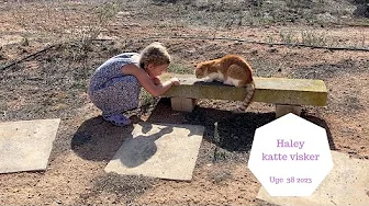HALEY KATTE VISKEREN - MALTAS MANGE KATTE
