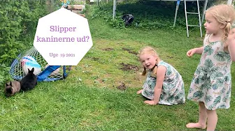 VORES KANINER KOMMER PÅ GRÆS