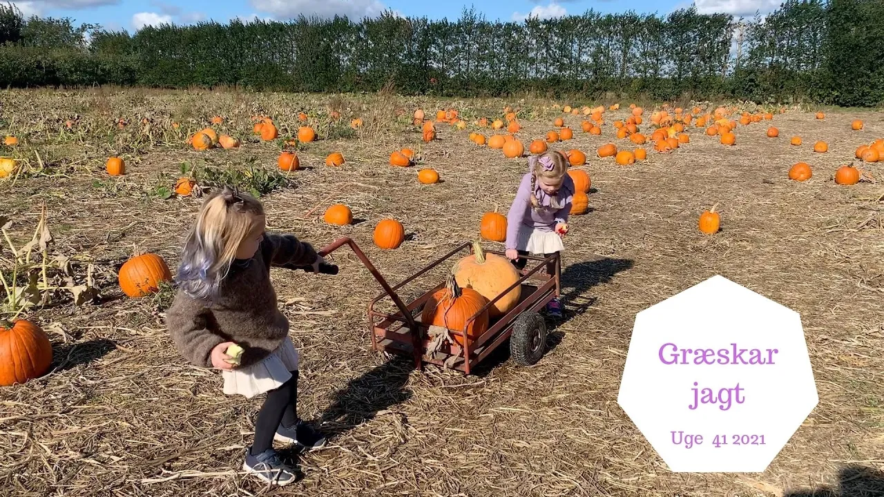 GRÆSKAR JAGT PÅ KILDEBRØDEGÅRD