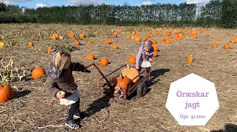 GRÆSKAR JAGT PÅ KILDEBRØDEGÅRD