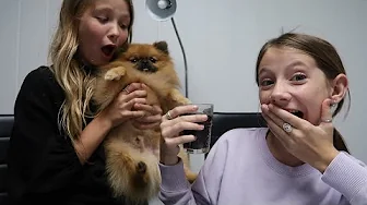 HUNDEN HAR FØDT HVALPE!