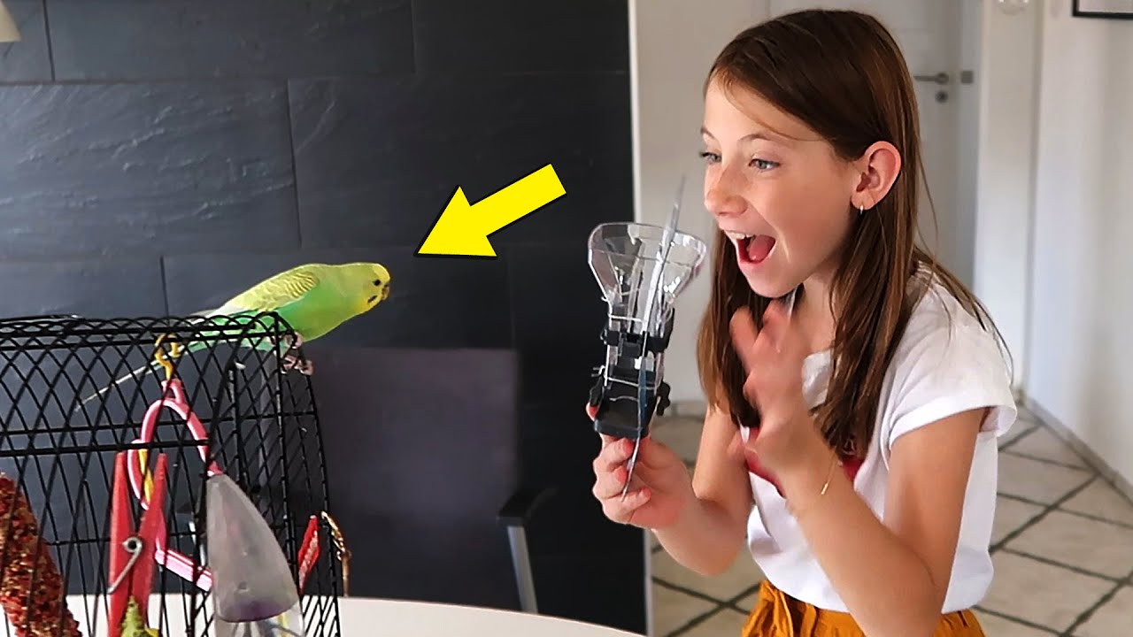 OVERRASKER MIN FUGL MED GAVER