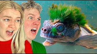 Mærkelige Dyr som man Ikke Vidste Fandtes!