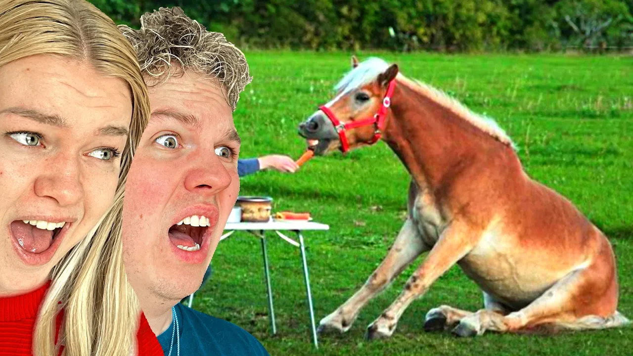 De SJOVESTE Heste i Verden!