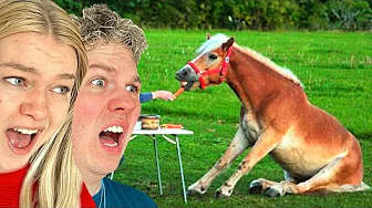 De SJOVESTE Heste i Verden!