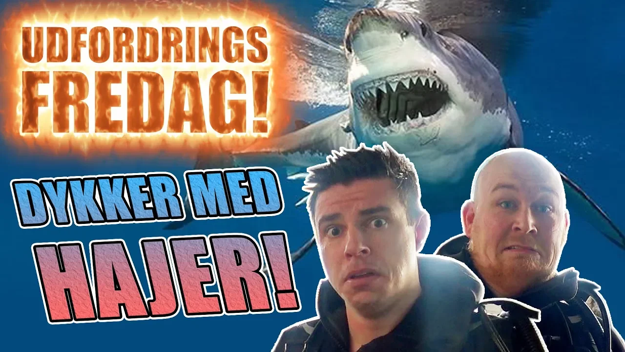 Udfordrings-fredag - Dykker med hajer