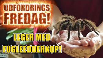 Udfordrings-fredag - Leger med fugleedderkop!
