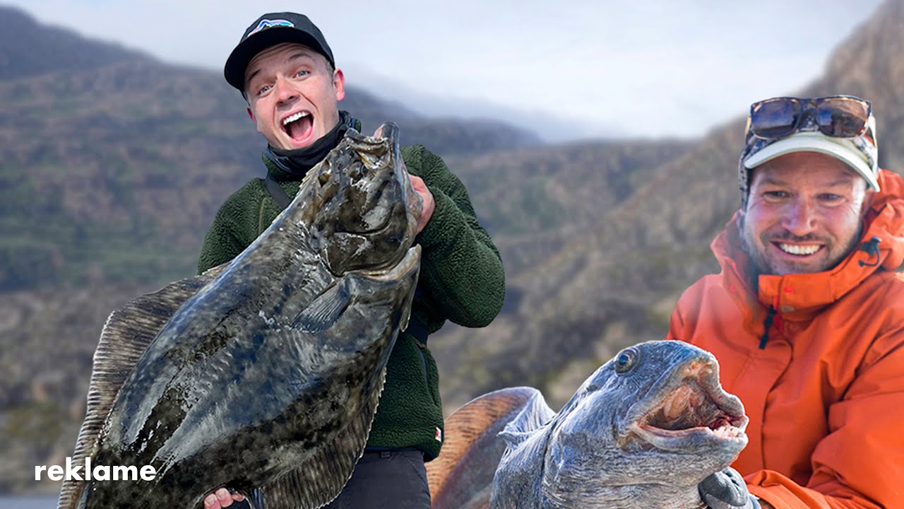 FANGER HAVKAT OG HELLEFLYNDER I GRØNLAND